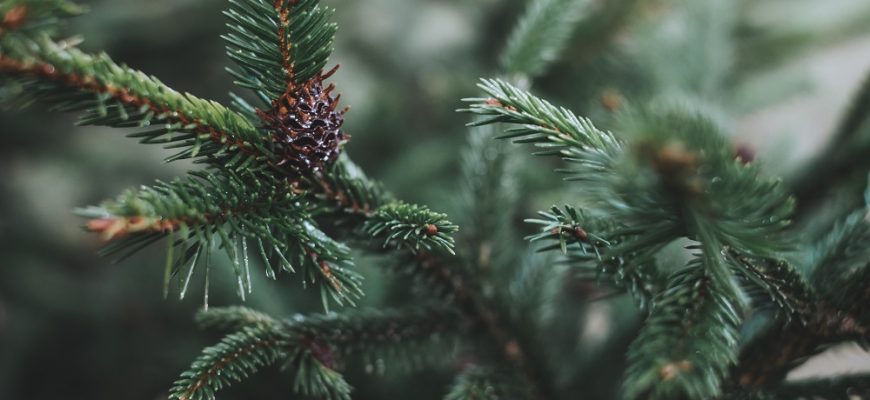 Holiday Events in Salk Lake City